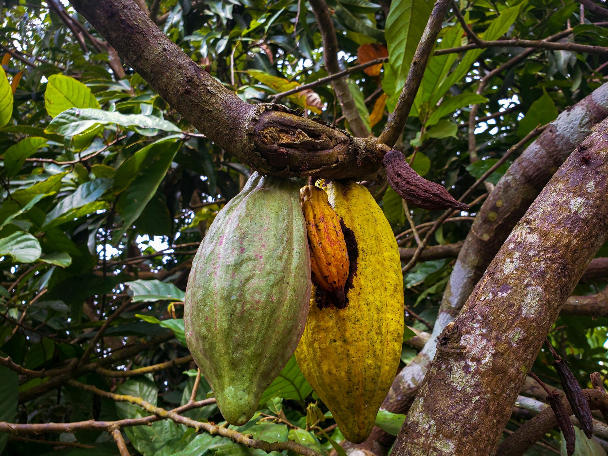 HOW COCOA HELPS TO REGENERATE STEM CELLS